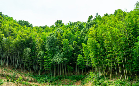 竹林