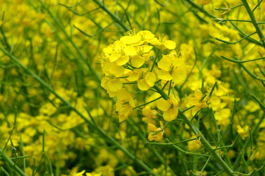 油菜花
