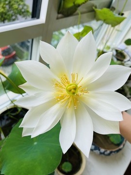 碗蓮