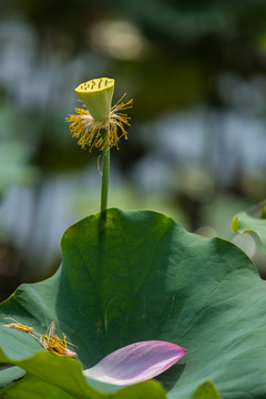 荷花