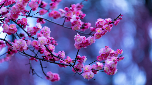 梅花