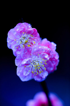 梅花