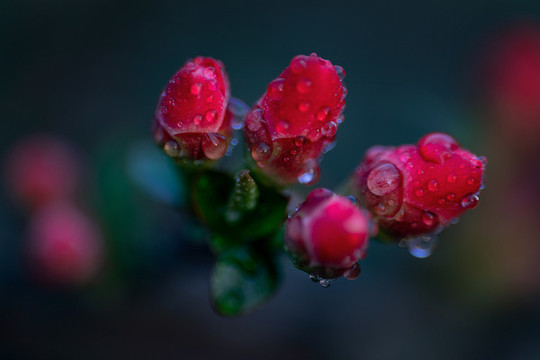 梅花