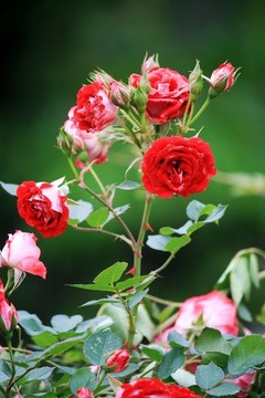 月季花