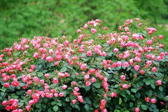 花墻
