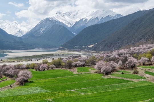 林芝桃花