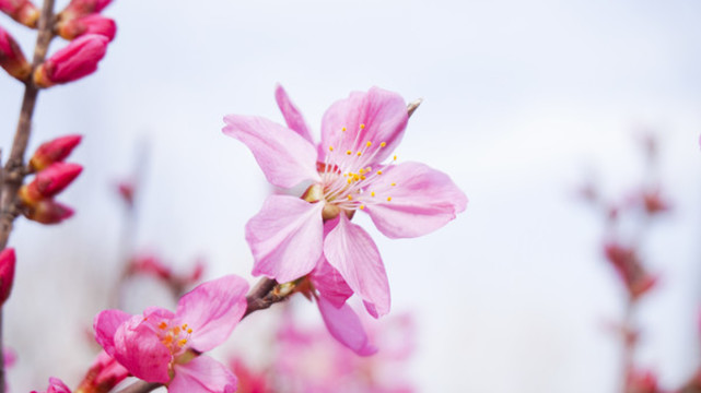 桃花