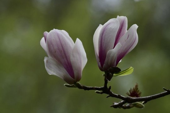 玉蘭花