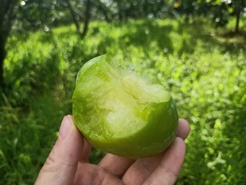 奈李