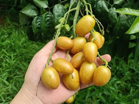 雞心黃皮果