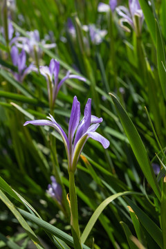 馬蓮花開