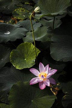 荷花