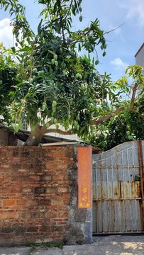 農(nóng)家芒果