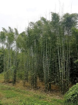 粉單竹