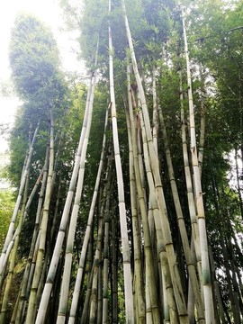 粉單竹