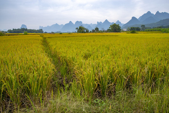 水稻田農(nóng)業(yè)糧食基地