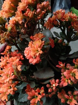 長(zhǎng)壽花