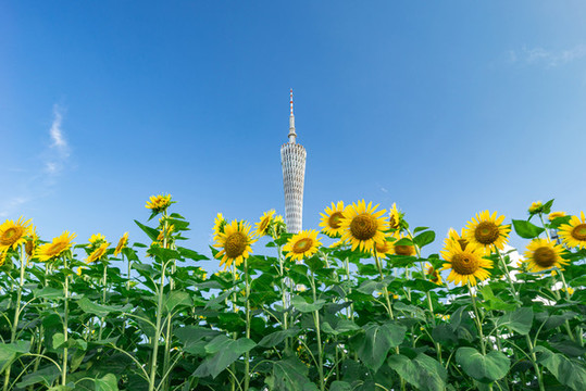 夏天向日葵與廣州塔同框
