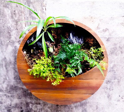 綠色植物