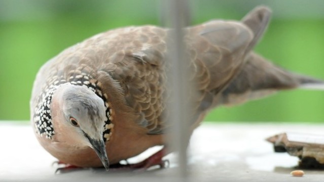 斑鳩