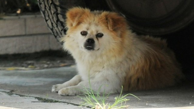 狗