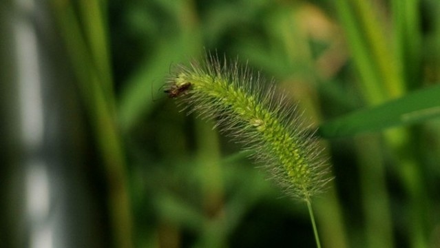 狗尾草