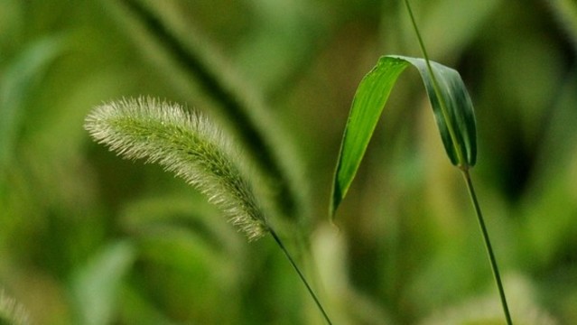 狗尾草