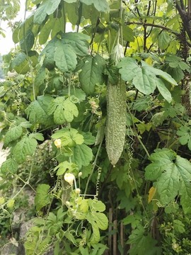 苦瓜種植