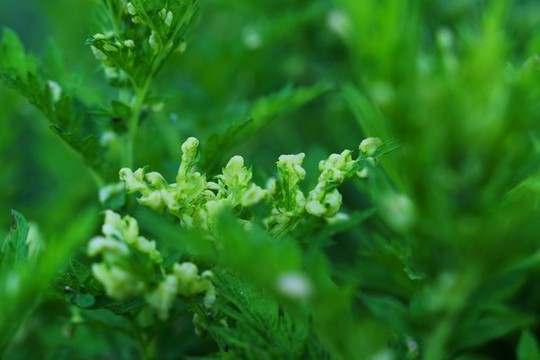 野草艾草
