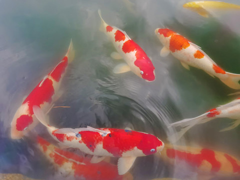 錦鯉