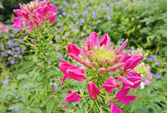 醉蝶花