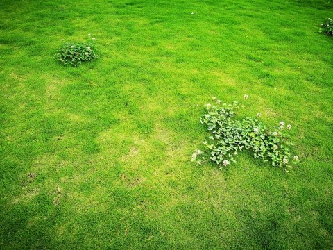 綠草地