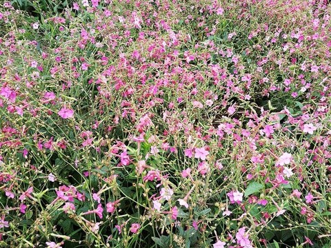 花煙草
