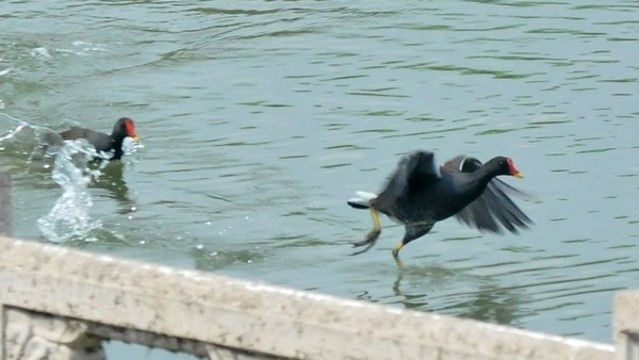 黑水雞