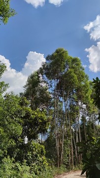 桉樹(shù)