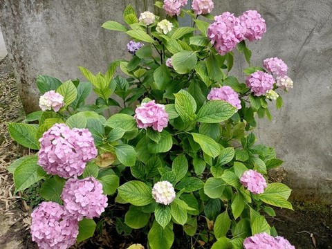 繡球花