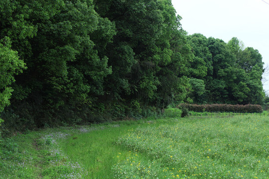 田間小路