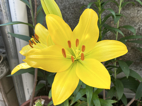黃百合開花