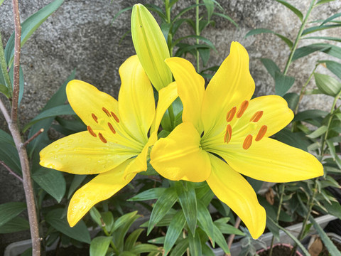黃百合