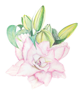 百合花手繪插畫