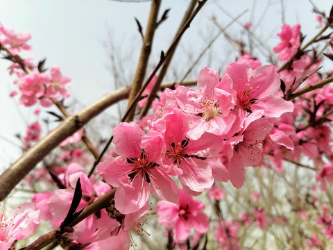 桃花