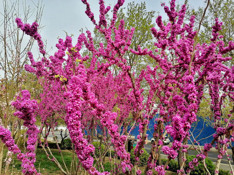 紫荊花