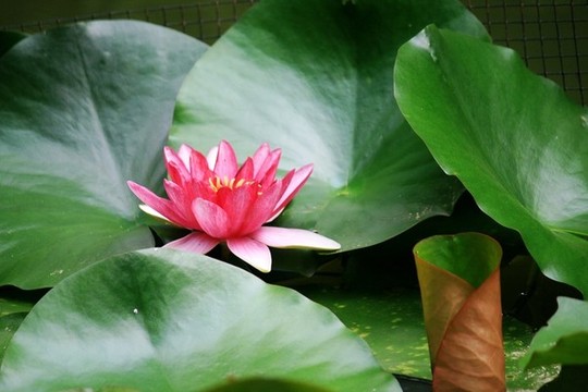 睡蓮