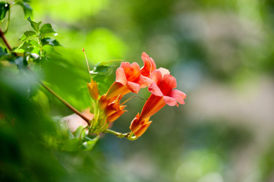 凌霄花