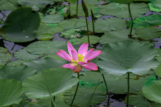 荷花