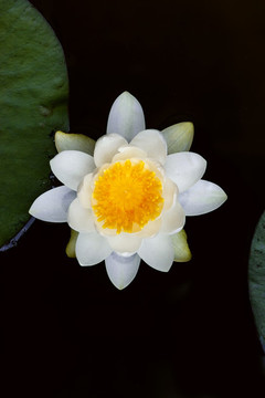 睡蓮