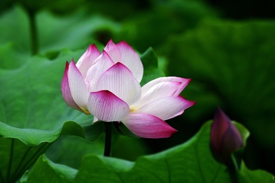荷花