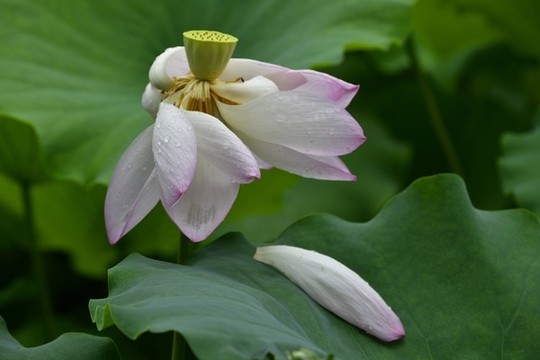 荷花