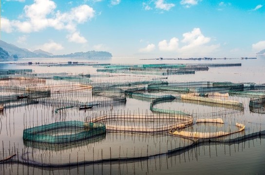 霞浦水產(chǎn)養(yǎng)殖