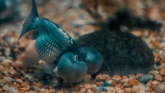 大頭魚